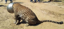Leopard's head stuck in a pot while drinking water, Rescued After 6 Claustrophic Hours (Video)