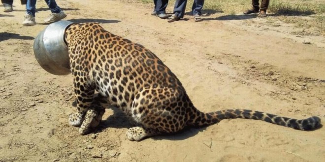 Leopard’s head stuck in a pot while drinking water, Rescued After 6 Claustrophic Hours (Video)