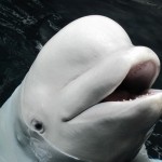 Maris the Beluga Whale Dies at Georgia Aquarium, Report