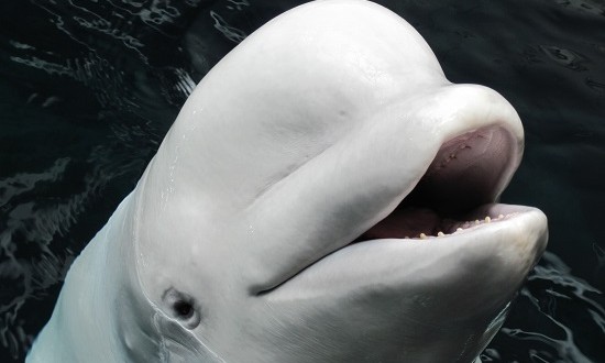 Maris the Beluga Whale Dies at Georgia Aquarium ‘Report’