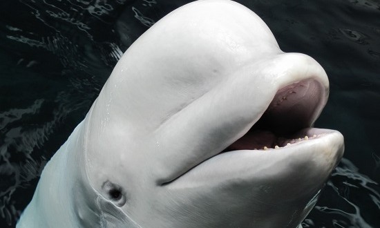 Maris the Beluga Whale Dies at Georgia Aquarium, Report