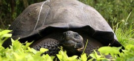 New giant tortoise species found in Galapagos Islands (Video)