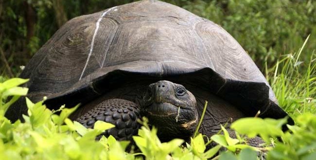 New giant tortoise species found in Galapagos Islands (Video)
