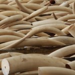 'Queen Of Ivory' Yang Feng Lan charged with smuggling 706 elephant tusks