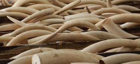 'Queen Of Ivory' Yang Feng Lan charged with smuggling 706 elephant tusks