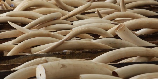 ‘Queen Of Ivory’ Yang Feng Lan charged with smuggling 706 elephant tusks “Video”