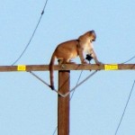 Rare Photo shows mountain lion perched atop telephone pole