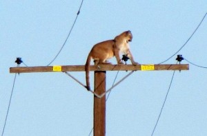 Rare Photo shows mountain lion perched atop telephone pole