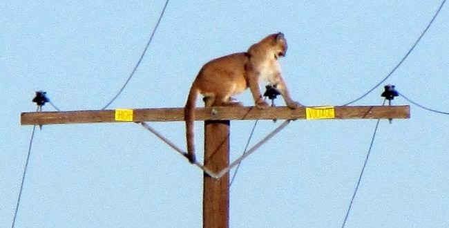 Rare Photo shows mountain lion perched atop telephone pole