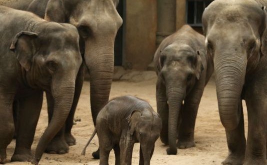 Elephants avoided extinction by evolving cancer-proof genes, Study