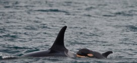 Scientists have high hopes for survival of latest baby orca