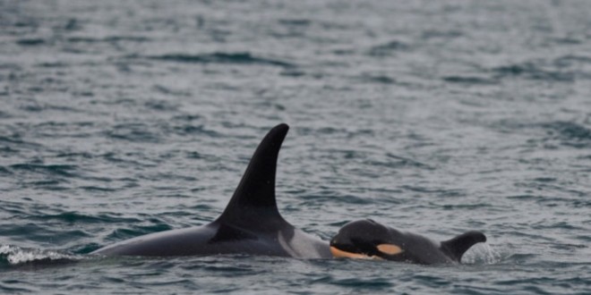 Scientists have high hopes for survival of latest baby orca