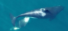Scientists use drones to monitor killer whales as El Niño threatens food source