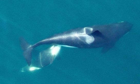 Scientists use drones to monitor killer whales as El Niño threatens food source