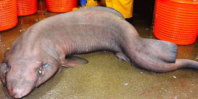 Sofa Shark Found Off The Coast of Scotland (Photo)