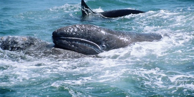 Stay away from English Bay grey whale, Warn Department of Fisheries and Oceans