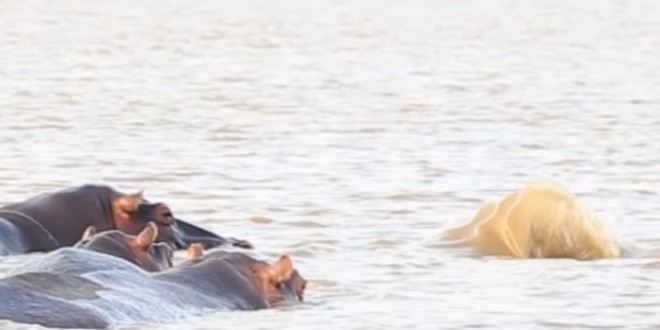 Tour guide records hippos chasing off hungry shark (Video)