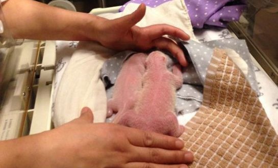 Two giant panda cubs born at Toronto Zoo