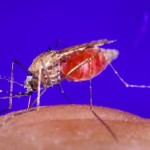 UBC scientists use malaria protein to help fight cancer