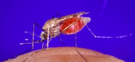 UBC scientists use malaria protein to help fight cancer