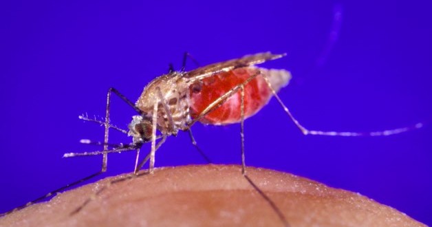 UBC scientists use malaria protein to help fight cancer