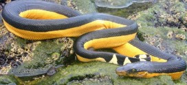 Yellow-Bellied Sea Snake Seen in California for 1st Time in 30 Years (Video)