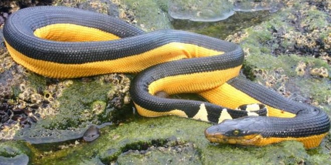 Yellow-Bellied Sea Snake Seen in California for 1st Time in 30 Years (Video)