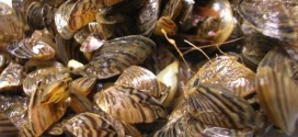 Zebra mussels increasing in Manitoba, Report