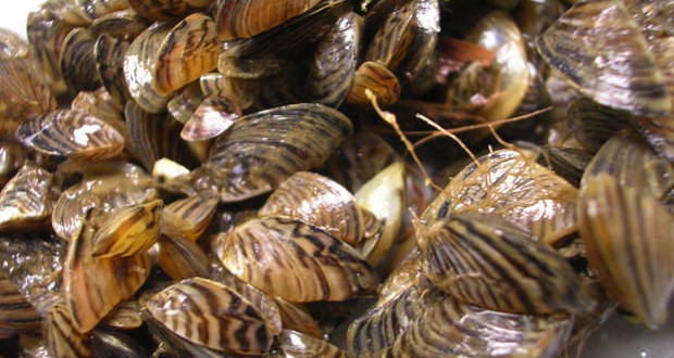 Zebra mussels increasing in Manitoba, Report