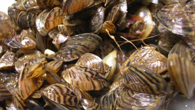Zebra mussels increasing in Manitoba, Report - Canada Journal - News of