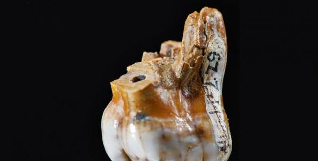 Ancient Tooth: DNA sheds light on mysterious, big-toothed human relatives : Study