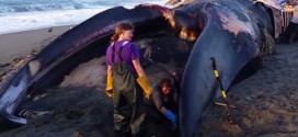 Blue whale washes up on southern Oregon beach (Video)
