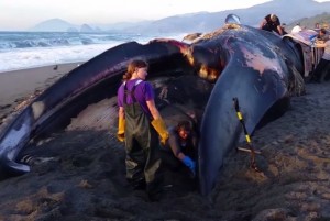 Blue whale washes up on southern Oregon beach (Video)