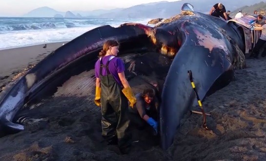 Blue whale washes up on southern Oregon beach “Video”