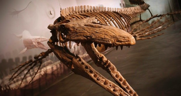 Bruce: Manitoba Mosasaur from Morden Makes It into Guinness Record Book