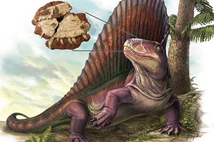 Canuckosaur: First Canadian 'dinosaur' actually a Dimetrodon