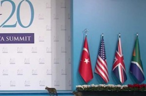 Cats at G20 Summit: Trio of felines makes appearance at annual summit (VIDEO)