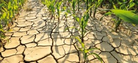 Climate Change Threatens Food Security, UN Expert Warns