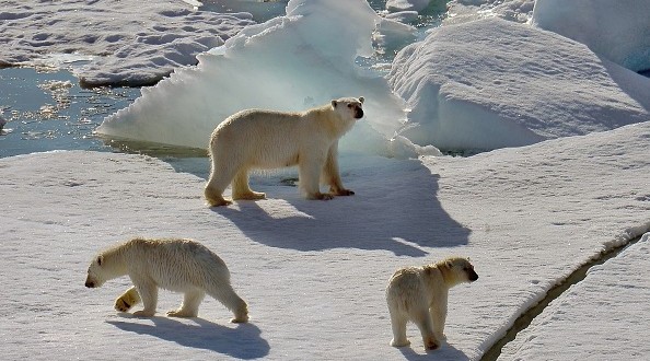 Climate change could see polar bear numbers drop, New Study