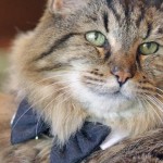 Corduroy: World's oldest cat is living the life