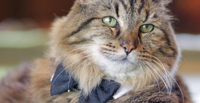 Corduroy: World's oldest cat is living the life