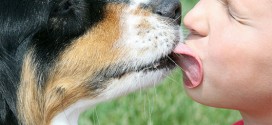Dogs lower asthma risk of children, new study says