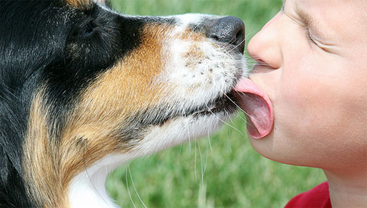 Dogs lower asthma risk of children, new study says
