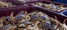 Dungeness Crabs Are Toxic, California health department warns