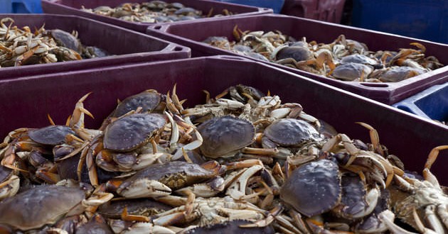 Dungeness Crabs Are Toxic, California health department warns