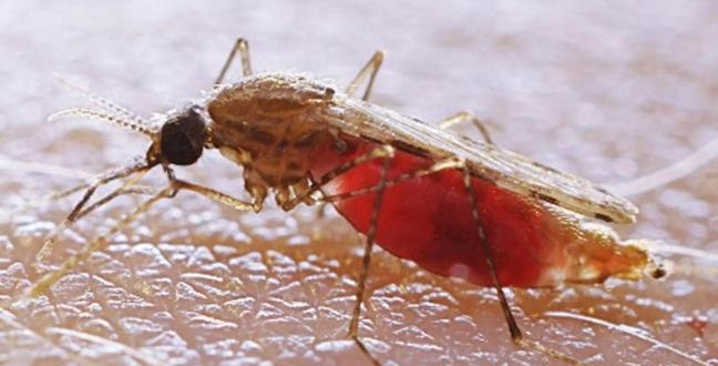 Engineering Mosquitoes' Genes to Resist Malaria, says new Research