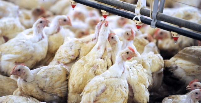 France bird flu outbreak in chickens, Report