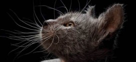Lykoi 'Werewolf Cat' a Breed Apart (Photo)