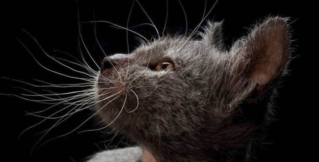 Lykoi 'Werewolf Cat' a Breed Apart (Photo)