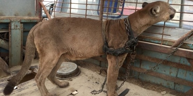 Mountain Lion Freed After 20 YEARS in cruel Peruvian travelling circus